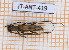  ( - JT-ANT-419)  @11 [ ] Copyright (2020) Julien Touroult Museum national d'Histoire naturelle