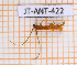  ( - JT-ANT-422)  @11 [ ] Copyright (2020) Julien Touroult Museum national d'Histoire naturelle