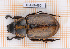  ( - JT-ANT-430)  @11 [ ] Copyright (2020) Julien Touroult Museum national d'Histoire naturelle