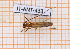  ( - JT-ANT-433)  @11 [ ] Copyright (2020) Julien Touroult Museum national d'Histoire naturelle