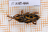  ( - JT-ANT-444)  @11 [ ] Copyright (2020) Julien Touroult Museum national d'Histoire naturelle