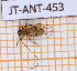  ( - JT-ANT-453)  @11 [ ] Copyright (2020) Julien Touroult Museum national d'Histoire naturelle