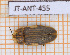  ( - JT-ANT-455)  @11 [ ] Copyright (2020) Julien Touroult Museum national d'Histoire naturelle