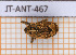  (Neotylodes guadeloupensis - JT-ANT-467)  @11 [ ] Copyright (2020) Julien Touroult Museum national d'Histoire naturelle
