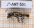  ( - JT-ANT-501)  @11 [ ] CC-By (2021) Julien Touroult Muséum national d'histoire naturelle, Paris