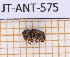  ( - JT-ANT-575)  @11 [ ] CC-By (2021) Julien Touroult Muséum national d'histoire naturelle, Paris