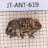  ( - JT-ANT-619)  @11 [ ] CC-By (2021) Julien Touroult Muséum national d'histoire naturelle, Paris