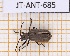  ( - JT-ANT-685)  @11 [ ] CC-By (2021) Julien Touroult Muséum national d'histoire naturelle, Paris