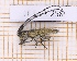  ( - JT-EUR-258)  @11 [ ] Creative common (2022) Julien Touroult Museum national d'Histoire naturelle, Paris
