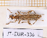  (Oedemera marmorata - JT-EUR-336)  @11 [ ] CC-By (2025) Julien Touroult MNHN