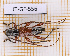  ( - JT-GF-556)  @11 [ ] CC-By (2025) Julien Touroult MNHN