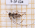  (Paroecus vittulatus - JT-GF-624)  @11 [ ] CC-By (2025) Julien Touroult MNHN