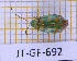  (Diabrotica glaucina - JT-GF-692)  @11 [ ] CC-By (2025) Julien Touroult MNHN