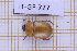  (Cyclocephala testacea - JT-GF-727)  @11 [ ] CC-By (2025) Julien Touroult MNHN