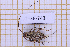  (Nealcidion belizonense - JT-GF-743)  @11 [ ] CC-By (2025) Julien Touroult MNHN