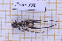  (Neoclytus pusillus - JT-GF-776)  @11 [ ] CC-By (2025) Julien Touroult MNHN