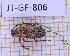  (Nealcidion badium - JT-GF-806)  @11 [ ] CC-By (2025) Julien Touroult MNHN