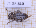  (Exalphus biannulatus - JT-GF-810)  @11 [ ] CC-By (2025) Julien Touroult MNHN
