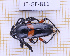  (Lissonotus unifasciatus - JT-GF-811)  @11 [ ] CC-By (2025) Julien Touroult MNHN