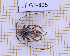  (Nealcidion hylaeanum - JT-GF-805)  @11 [ ] CC-By (2025) Julien Touroult MNHN