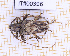  (Nealcidion femoratum - JT#00396)  @11 [ ] CC-By (2025) Julien Touroult MNHN