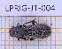  (Pelonium - LPRIG-JT-004)  @11 [ ] CC-By (2025) Julien Touroult MNHN