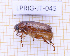  (Phyllophaga mariaegalantae - LPRIG-JT-045)  @11 [ ] CC-By (2025) Julien Touroult MNHN