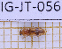  ( - LPRIG-JT-056)  @11 [ ] CC-By (2025) Julien Touroult MNHN