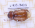 (Phyllophaga pauliani - LPRIG-JT-071)  @11 [ ] CC-By (2025) Julien Touroult MNHN