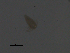  ( - BIOUG01718-H07)  @13 [ ] CreativeCommons - Attribution (2013) CBG Photography Group Centre for Biodiversity Genomics