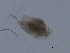  ( - BIOUG03325-D10)  @12 [ ] CreativeCommons - Attribution (2013) CBG Photography Group Centre for Biodiversity Genomics
