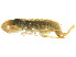  ( - 11NJBaikal016)  @11 [ ] CreativeCommons - Attribution (2012) CBG Photography Group Centre for Biodiversity Genomics