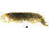  ( - 11NJBaikal020)  @11 [ ] CreativeCommons - Attribution (2012) CBG Photography Group Centre for Biodiversity Genomics