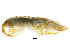  ( - 11NJBaikal021)  @11 [ ] CreativeCommons - Attribution (2012) CBG Photography Group Centre for Biodiversity Genomics