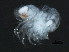  ( - 12NJNB0008)  @14 [ ] CreativeCommons - Attribution (2012) CBG Photography Group Centre for Biodiversity Genomics