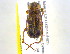  (Telura imparilis - BIOUG02564-E03)  @13 [ ] CreativeCommons - Attribution (2013) CBG Photography Group Centre for Biodiversity Genomics