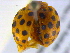  ( - BIOUG02570-B01)  @12 [ ] CreativeCommons - Attribution (2013) CBG Photography Group Centre for Biodiversity Genomics