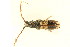  ( - 09-NSWHH-1819)  @13 [ ] CreativeCommons - Attribution (2010) CBG Photography Group Centre for Biodiversity Genomics