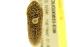  (Pelecotominae - BIOUG00833-E08)  @14 [ ] CreativeCommons - Attribution (2011) CBG Photography Group Centre for Biodiversity Genomics