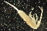  (Seiridae - BNP_024)  @14 [ ] Unspecified (default): All Rights Reserved  Unspecified Unspecified