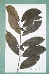  ( - 6476AA)  @11 [ ] Copyright (2013) Bart Wursten National Botanic Garden Belgium