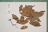  (Gomphia - 6464AA)  @11 [ ] Copyright (2013) Bart Wursten National Botanic Garden Belgium