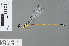  ( - RMNH.INS.501218)  @12 [ ] CreativeCommons - Attribution Non-Commercial Share-Alike (2013) Unspecified Naturalis Biodiversity Center