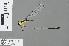  ( - RMNH.INS.501222)  @12 [ ] CreativeCommons - Attribution Non-Commercial Share-Alike (2013) Unspecified Naturalis Biodiversity Center