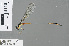  (Coeliccia flavostriata - RMNH.INS.501224)  @14 [ ] CreativeCommons - Attribution Non-Commercial Share-Alike (2013) Unspecified Naturalis Biodiversity Center