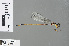 ( - RMNH.INS.503460)  @13 [ ] CreativeCommons - Attribution Non-Commercial Share-Alike (2013) Unspecified Naturalis Biodiversity Center