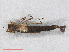  ( - RMNH.INS.509691)  @13 [ ] CreativeCommons - Attribution Non-Commercial Share-Alike (2013) Unspecified Naturalis Biodiversity Center
