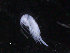  ( - COPCLAD101)  @11 [ ] CreativeCommons - Attribution Non-Commercial Share-Alike (2016) IMR Institute of Marine research