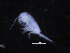  ( - COPCLAD102)  @11 [ ] CreativeCommons - Attribution Non-Commercial Share-Alike (2016) IMR Institute of Marine research