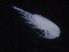  ( - COPCLAD103)  @11 [ ] CreativeCommons - Attribution Non-Commercial Share-Alike (2016) IMR Institute of Marine research